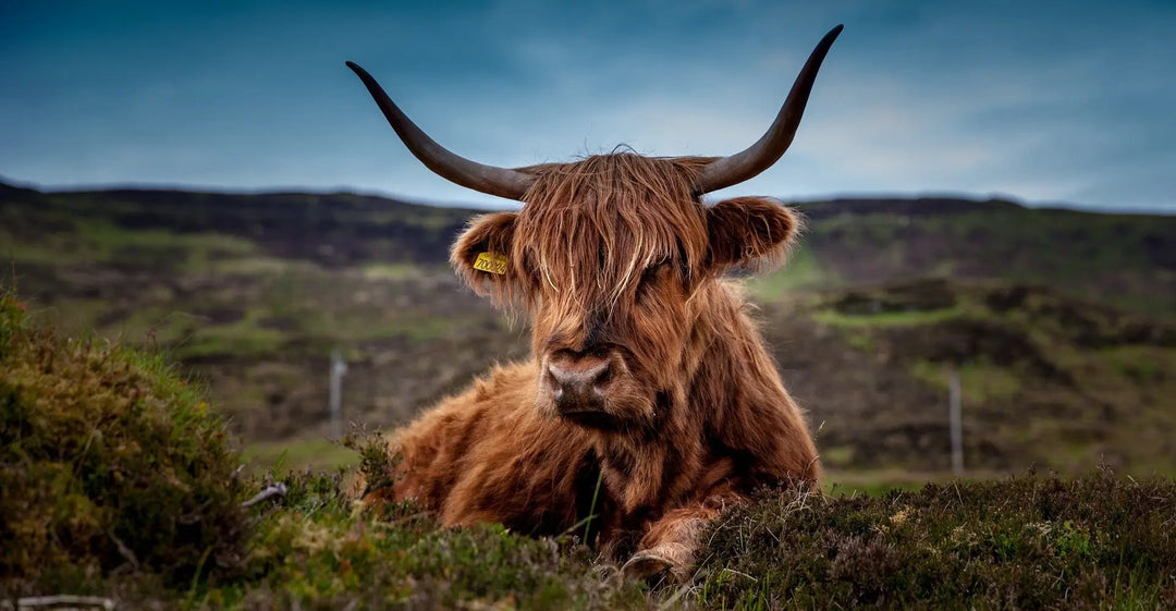 8th Floor. Scottish Moments. Schottland. Von Tartan über Whisky und Marmelade zu Seife.....