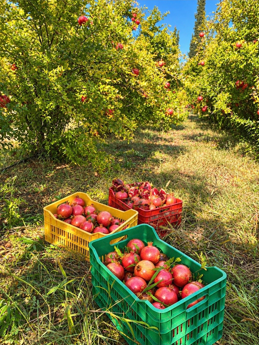 Granatapfel Direktsaft aus Griechenland