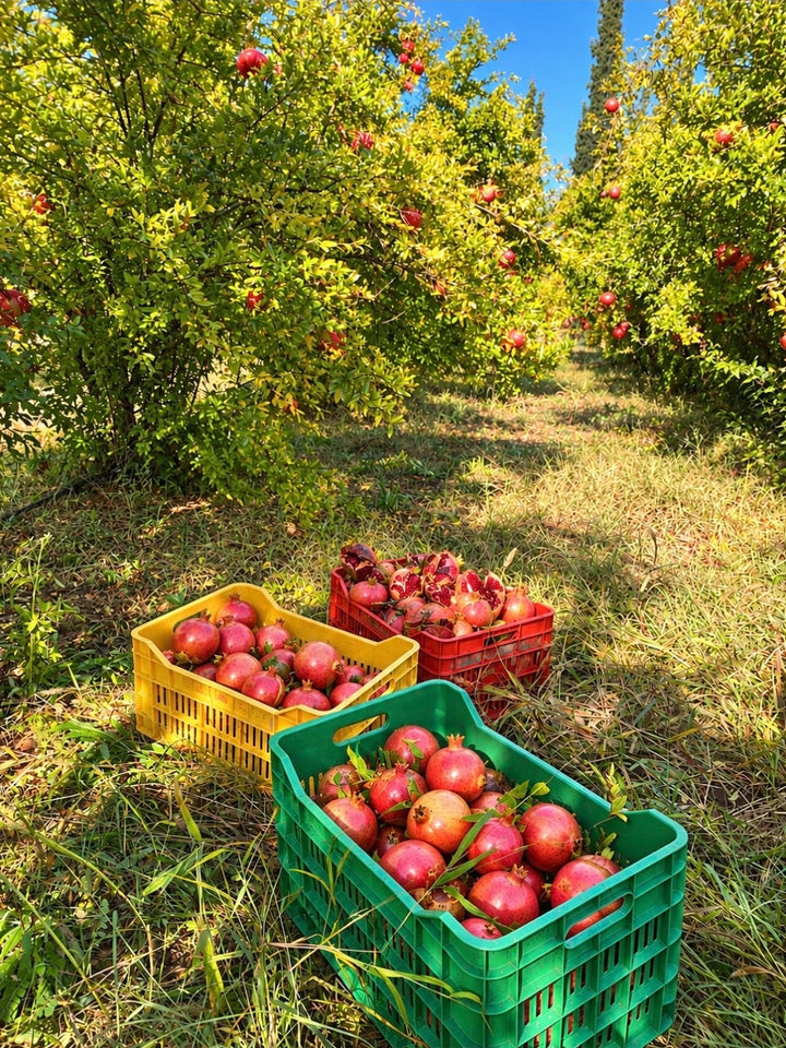Granatapfel Direktsaft aus Griechenland