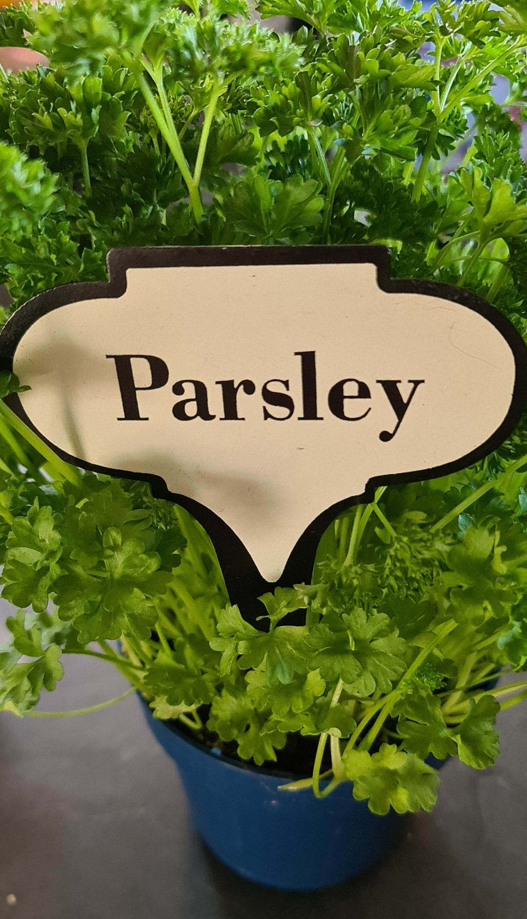 Dekoschild für Küchenkräuter oder Kräuterbeet "Parsley" - British Moments / Fernweh-Kaufhaus