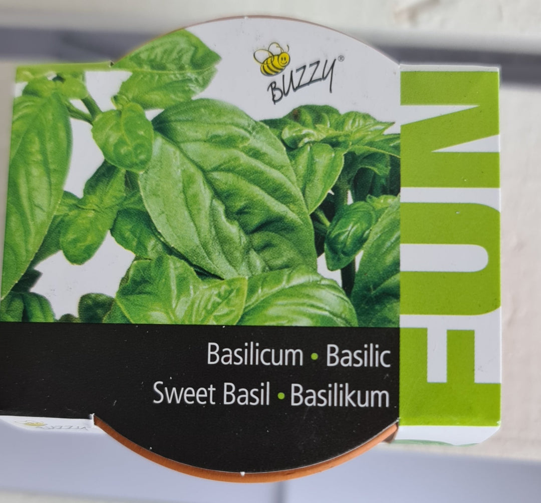 Mini Pflanzset " Basil, Basilikum , ca. 5 cm Töpchen mit Basilikum Samen - British Moments / Fernweh-Kaufhaus